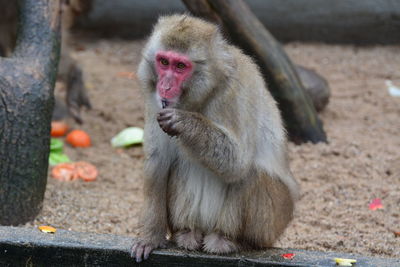 Japanese macaque sitting at beach