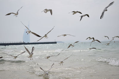 Birds flying over sea against sky