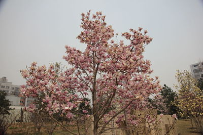 Low angle view of pink flowering tree against clear sky