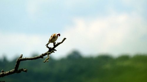 Low angle view of bird perching on a tree