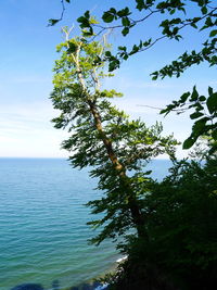 Tree by sea against sky