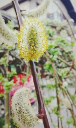 Close-up of yellow flower blooming outdoors