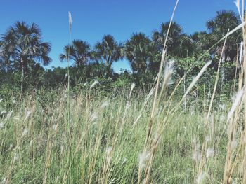 Plants growing on field against clear sky