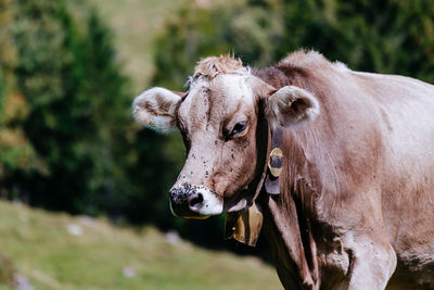 Close-up portrait of a cow 