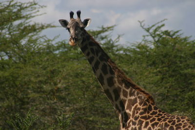 Close up of giraffe