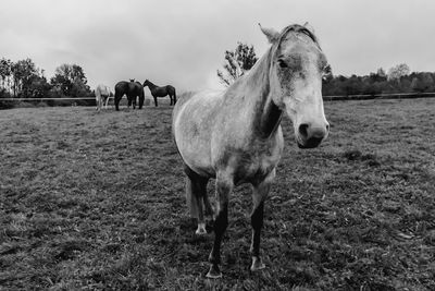 Horses in the field