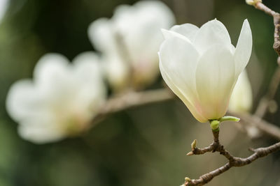 Close-up of white flowers