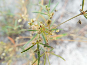 Close-up of plant