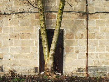 Tree growing against closed door of building