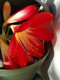 Close-up of red tulip