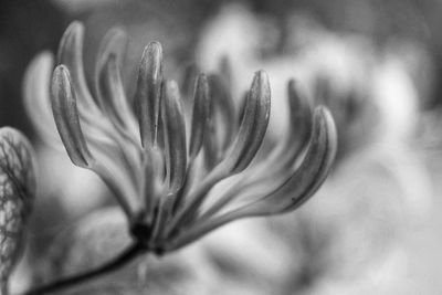 Close-up of flowering plant