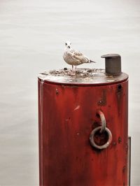 Seagull perching on bollard against sea