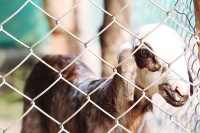 Close-up of goat seen through fence