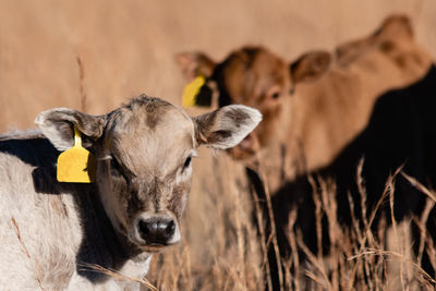 Close up of a white beef calf in the foreground with a brown calf out-of-focus in the background.