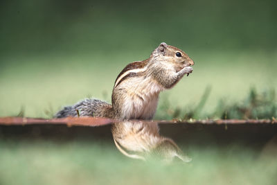 Close-up of squirrel on wood