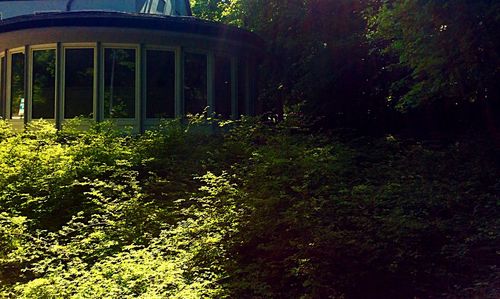 Plants growing in front of built structure