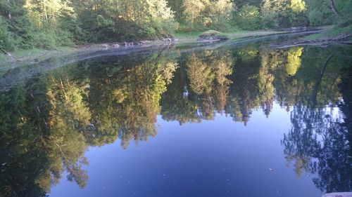 Reflection of trees in water