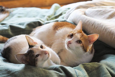 High angle view of cats lying on bed at home