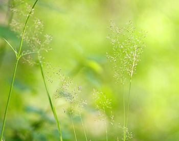 Close-up of grass