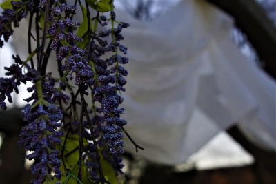 Close-up of purple flowering plant