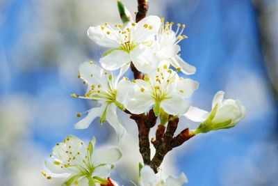 Close-up of white flowering plant