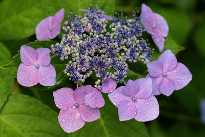 Close-up of purple hydrangea flowers