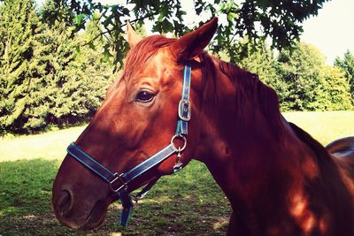 Close-up of horse on field