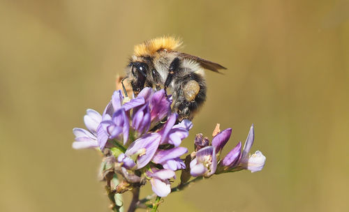 Close-up of honey bee on flower