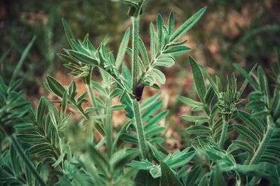 Close-up of fresh green plant in field