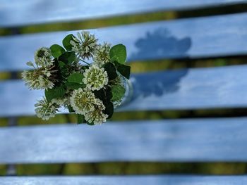 Close-up of white flowering plant