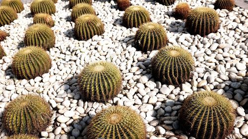 High angle view of barrel cactuses on stones field