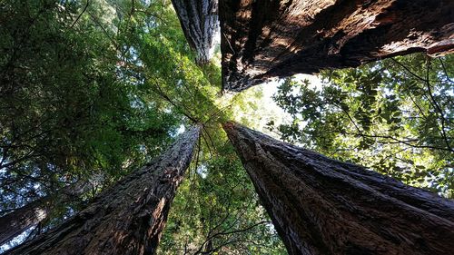 Low angle view of trees in forest
