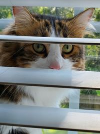 Close-up of cat looking through window