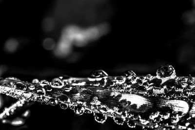 Close-up of water drops on plant