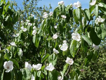 Close-up of white flowering plants