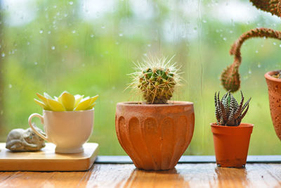 Close-up of potted plants on table