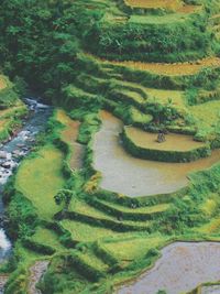 High angle view of rice field