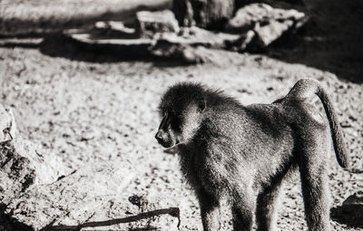 Close-up of monkey