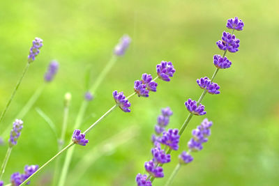 Close-up of purple flowering plants