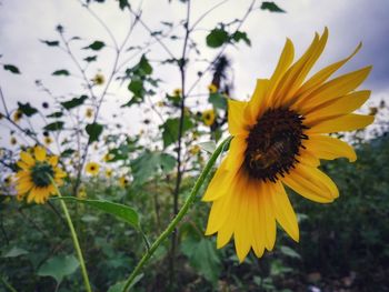 Close-up of yellow flowering plant