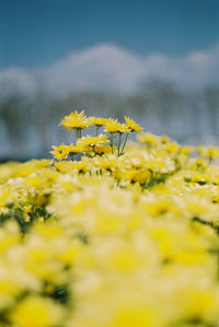 Close-up of yellow flowering plant on field