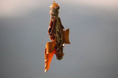 Bagworm hanging in air