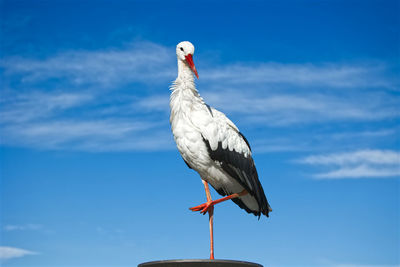 Low angle view of bird perching on the sky