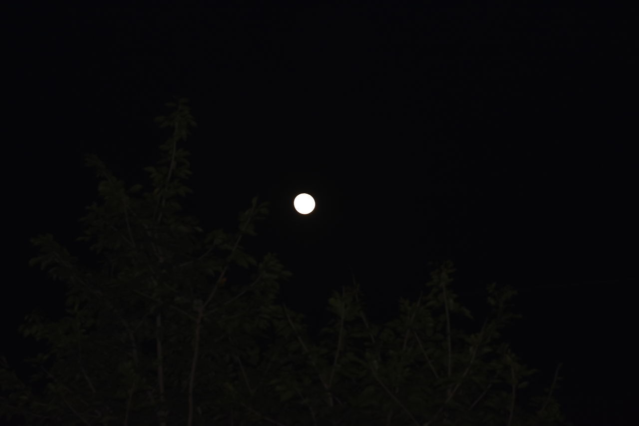 moon, night, tree, darkness, sky, full moon, plant, moonlight, no people, beauty in nature, nature, low angle view, tranquility, space, astronomical object, scenics - nature, copy space, dark, tranquil scene, astronomy, outdoors, midnight, light, planetary moon