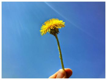 Close-up of yellow flower against blue sky