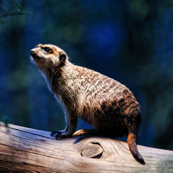 Close-up of meerkat