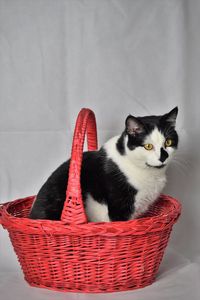 Cat sitting in basket