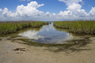 Scenic view of grass against sky