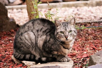 Portrait of cat sitting outdoors