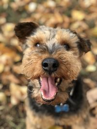 Close-up of dog sticking out tongue